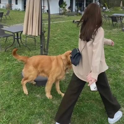 飞燕新装